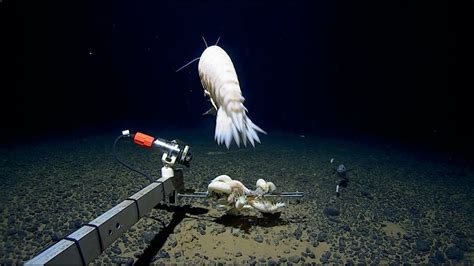 Giant discovery in the Tonga trench.