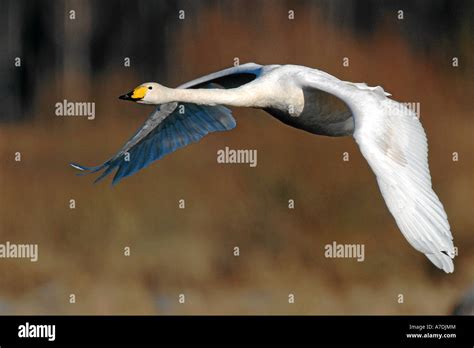 Singschwan Whooper Swan Cygnus Cygnus Stock Photo Alamy