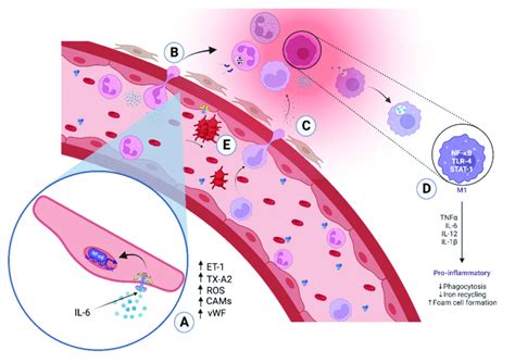 Cellular And Molecular Events Of Inflammation A Pro Inflammatory Download Scientific Diagram