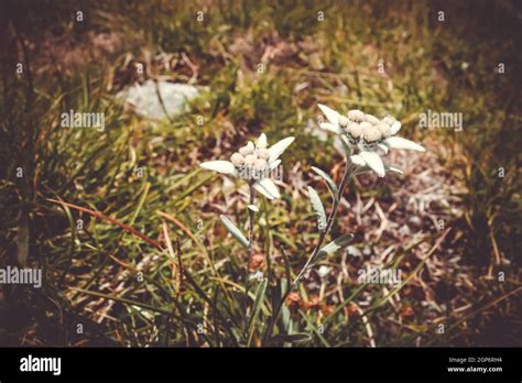 Edelweiss Flowers Close Up View In Vanoise National Park France Stock