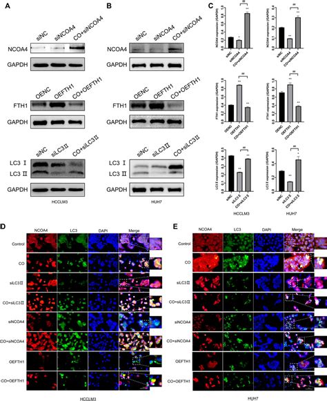 Frontiers Caryophyllene Oxide Induces Ferritinophagy By Regulating