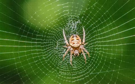 Spider: History, Facts, Size, Habitat, Classification & Much More ...