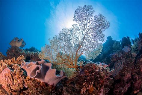 great-barrier-reef-australia - Visit Australia