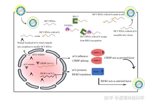 Virology 综述︱华中科技大学同济医学院石春薇团队评述：rna N6 腺苷酸甲基化修饰在hcv感染过程中的作用研究进展 知乎