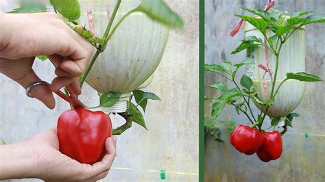 Growing Bell Peppers Upside Down Culture Gardening Tips Diy Garden