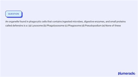 SOLVED An Organelle Found In Phagocytic Cells That Contains Ingested