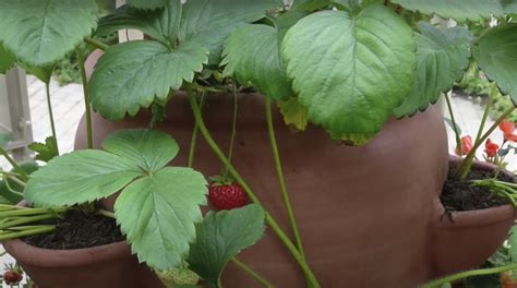 Growing Strawberries In Pots It S Berry Easy Almanac