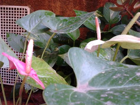 Garden Care Simplified Exotic Flowers Anthurium Plants Care And Simple