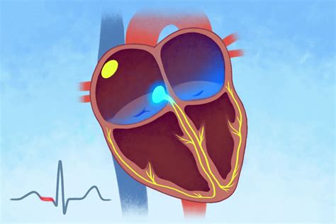 The Heart's Electrical System: Anatomy and Function