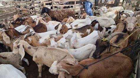 Feira De Ovinos Caprinos E Su Nos De Caruaru Pe Ter A Feira