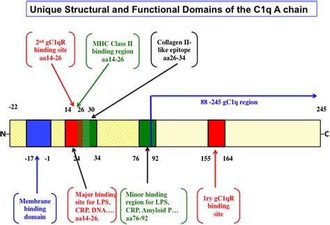 | The structural and functional correlates of the C1q A-chain. The ...