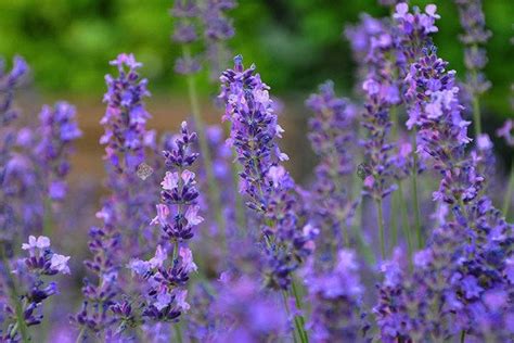 Lawenda W Skolistna Hidcote Blue Strain Lavandula Angustifolia Plants