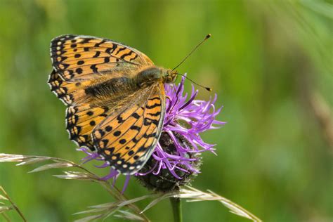 Dark Green Fritillary Speyeria Aglaja This Dark Green Frit Flickr