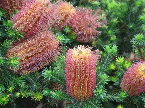 Banksia Ericifolia ‘little Eric Gardening With Angus