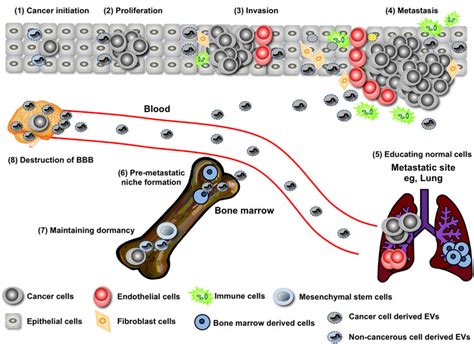 Evs From Cancer Cells Manipulate The Cells In Their Microenvironment Download Scientific