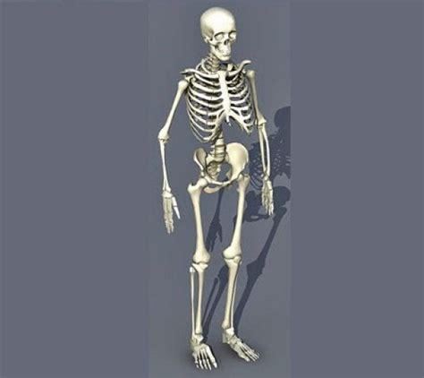 Skeleton 3d Model Free Human Skeleton Motion Capture Biology Surgery