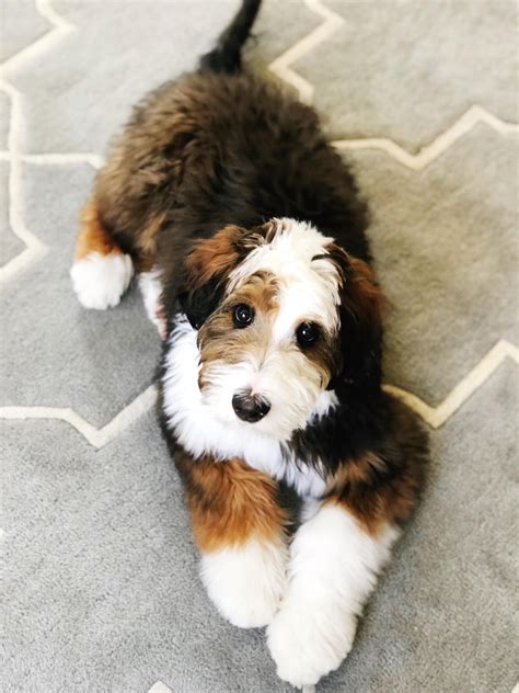 Mini Poodle Bernese Mountain Dog Mix