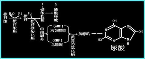 醫生推薦：痛風用藥總結，飲食總結 每日頭條