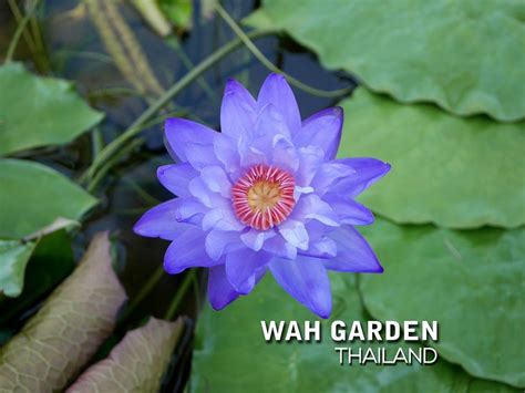 Nymphaea Gigantea Jimmy Sorensen Beautiful Purple Water Lily