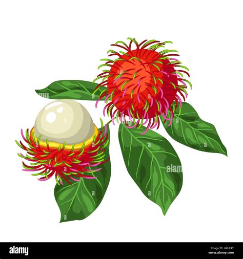 Rambutan Isolated On White Background Illustration Of Tropical Plant