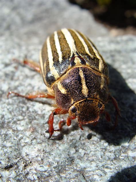 Ten Lined June Beetle Photograph By Cheryl Hoyle Fine Art America