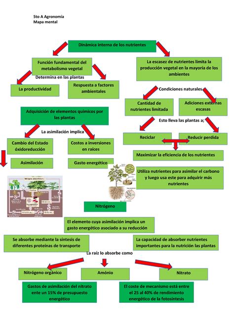 Nutricion Vegetal Mapa Conceptual Tesmapa The Best Porn Website