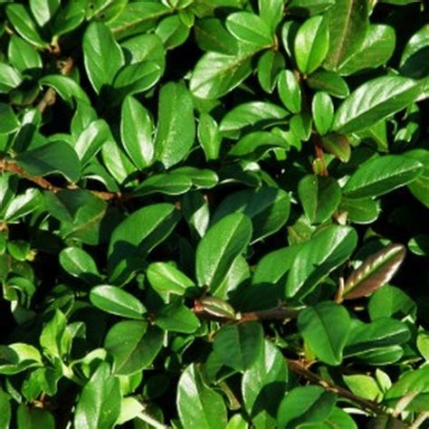 Кизильник блестящий С3 – купить в Казани по низкой цене | Питомник ...