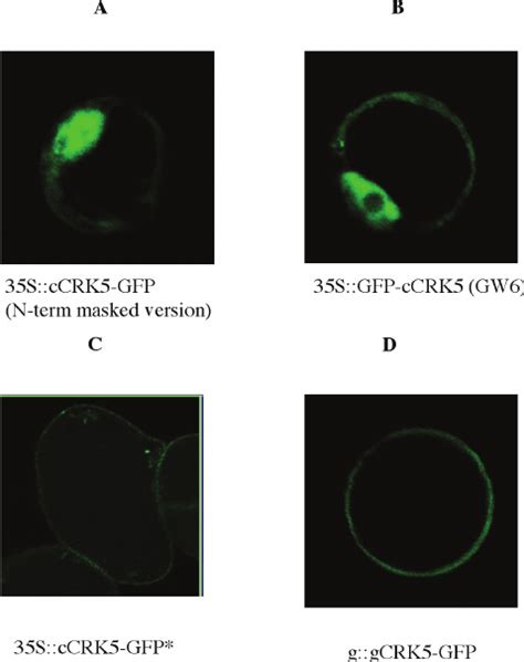 Comparative Localization Patterns Of Crk Fusion Proteins Tagged With N