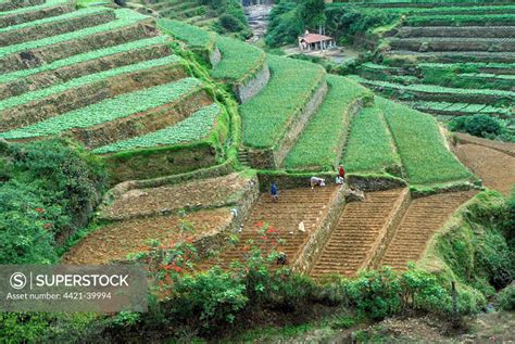 Terrace Cultivation Mountain Slope Terraced Farming With Cauliflowers