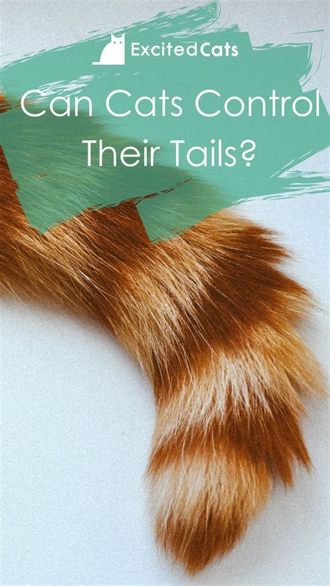 Can Cats Control Their Tails Positions Movement Explained Artofit