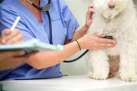 An Emergency Vet Visit: Everything You Need to Know - Dr. Buzby's ...