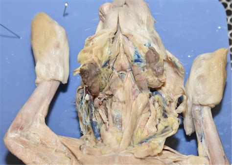 Rabbit Ventral Neck Diagram Quizlet