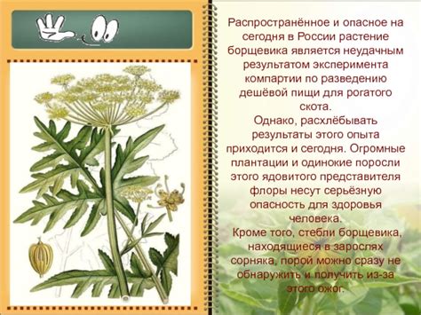 Ядовитое растение борщевик: чем опасно для человека