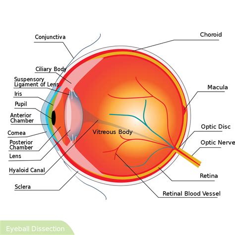 Gambar Anatomi Mata 51 Koleksi Gambar