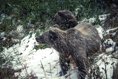 Free picture: bear, wildlife, animal, winter, snow