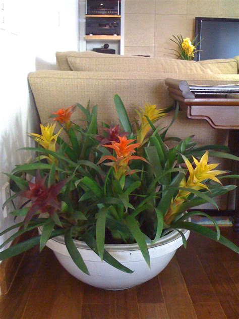 Como Plantar Bromelia Em Vaso - Como Plantar Bromélias em Troncos de Árvores, Xaxins e Vasos ? | Mundo ...