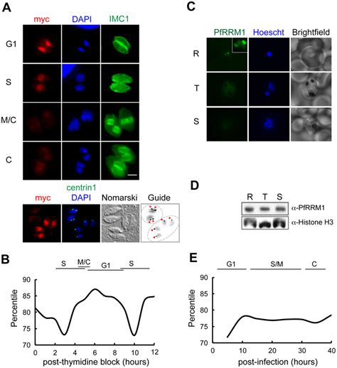 Expression Of TgRRM1 Is Cell Cycledependent A A Genetically Rescued