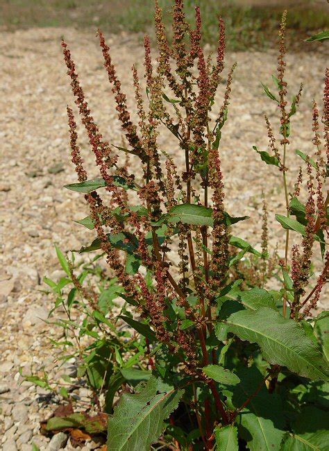 Rumex obtusifolius page