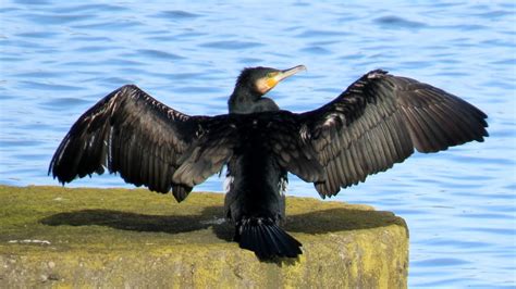 Kormor N Velk Great Cormorant Kormoran Aalscholver Kormoran Birds