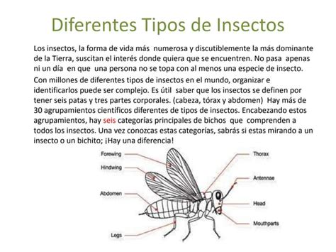 Los Insectos