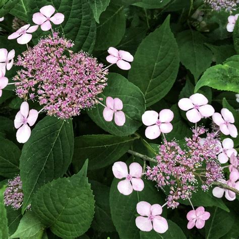 Mountain Hydrangea (Hydrangea serrata) — Plant and Bloom Design Studio