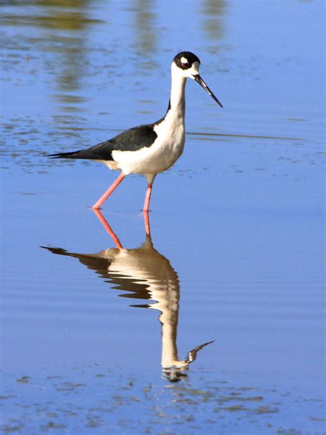 Black Necked Stilt Charles D Peters M P R Flickr