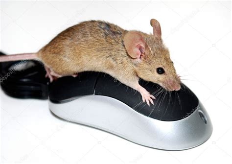 Two Mice — Stock Photo © Nataliyatarat 1238455