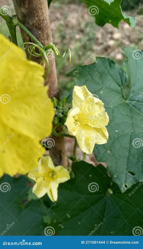 A Flower of Luffa Acutangula Stock Photo - Image of wildflower, leaf ...