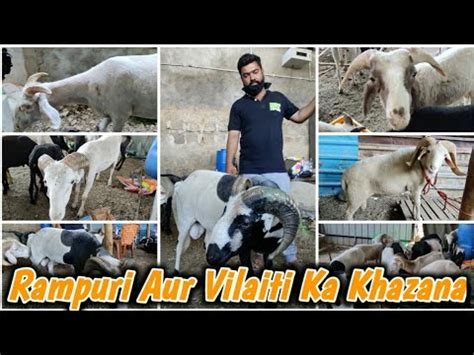 Rampuri And Vilaiti Sheep Farm In Hyderabad Best Trader In Sheeps In