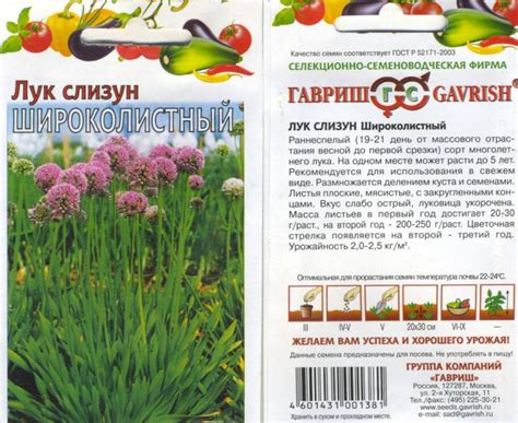 Лук-слизун: выращивание и уход, полезные свойства, фото