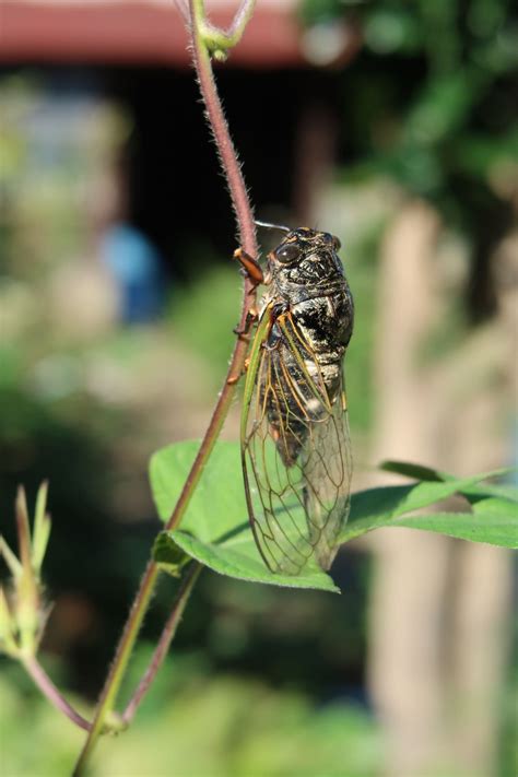 Insecto Cigarra Entomolog A Foto Gratis En Pixabay Pixabay