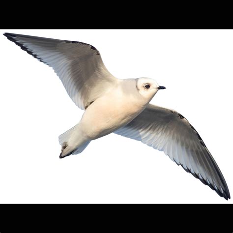 Ross's Gull (Rhodostethia rosea) identification - Birda