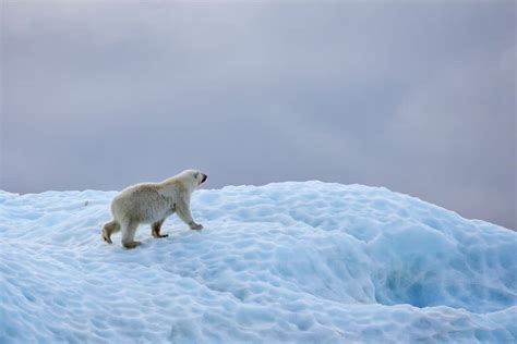 Greenland Polar Bears Are Adapting To Climate Change Earth Org