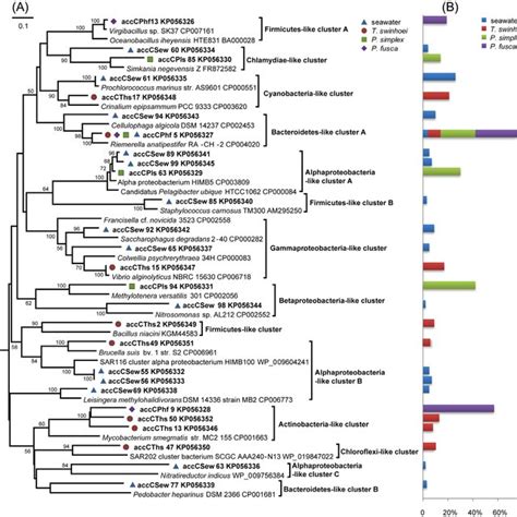 A Phylogenetic Tree Of The Transcribed RbcL A And RbcM C Genes